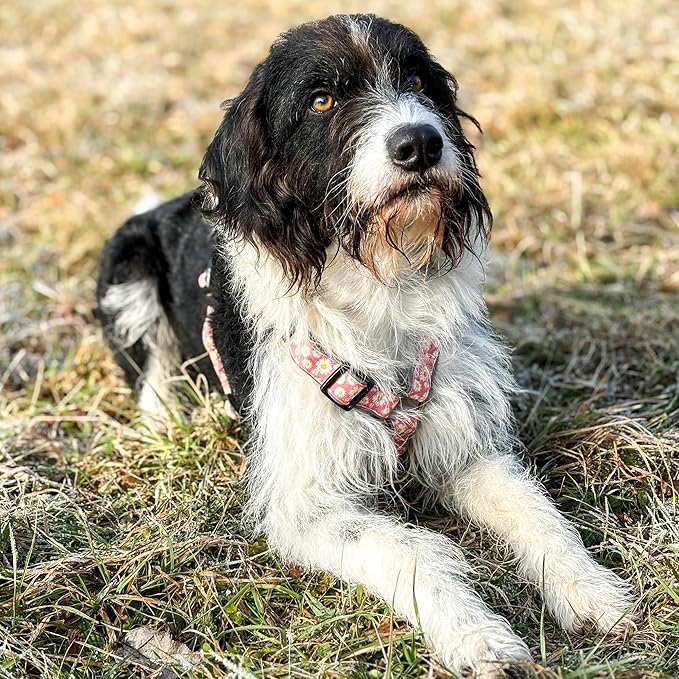 Pettsie No-Pull Dog Harness Reflective, 4 Adjustable Straps, Easy Control with 2 Leash Clips for Walking or Training, Matching Friendship Bracelet, Soft and Durable Hemp for Sensitive Skin, Gift Box