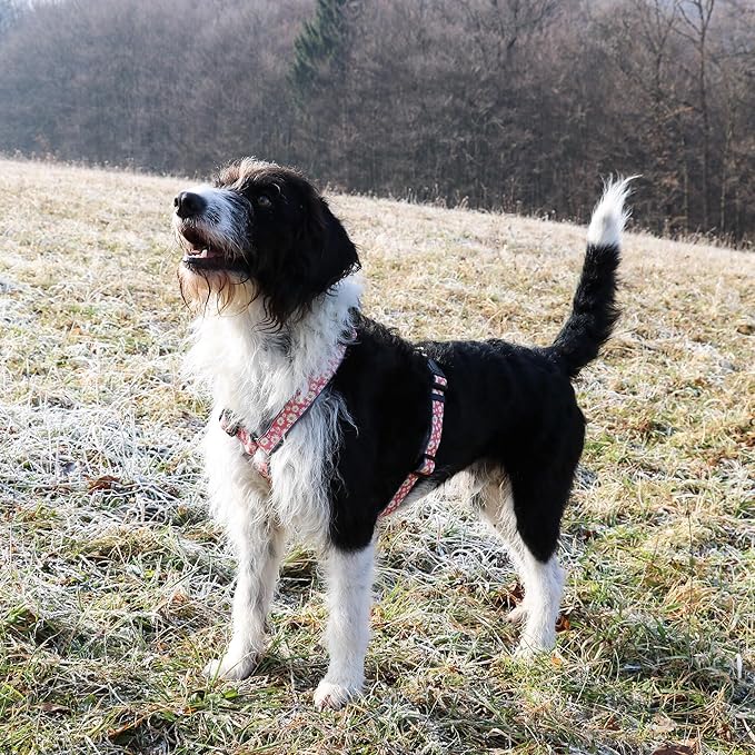 Pettsie No-Pull Dog Harness Reflective, 4 Adjustable Straps, Easy Control with 2 Leash Clips for Walking or Training, Matching Friendship Bracelet, Soft and Durable Hemp for Sensitive Skin, Gift Box