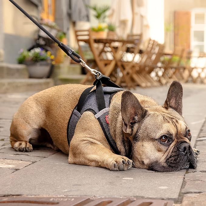 Vest Harness Merino curli Clasp Red L