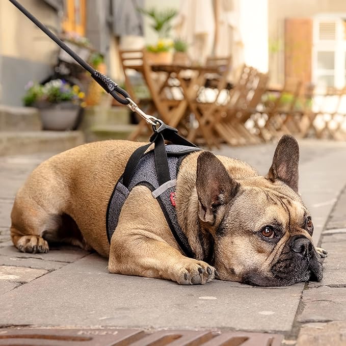 Vest Harness Merino curli Clasp Black XL