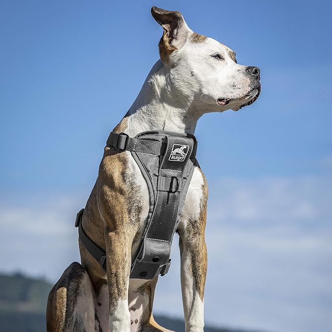Kurgo Tru-Fit Smart Harness, Dog Harness, Pet Walking Harness, Quick Release Buckles, Front D-Ring for No Pull Training, Includes Dog Seat Belt Tether (Grey, Medium)