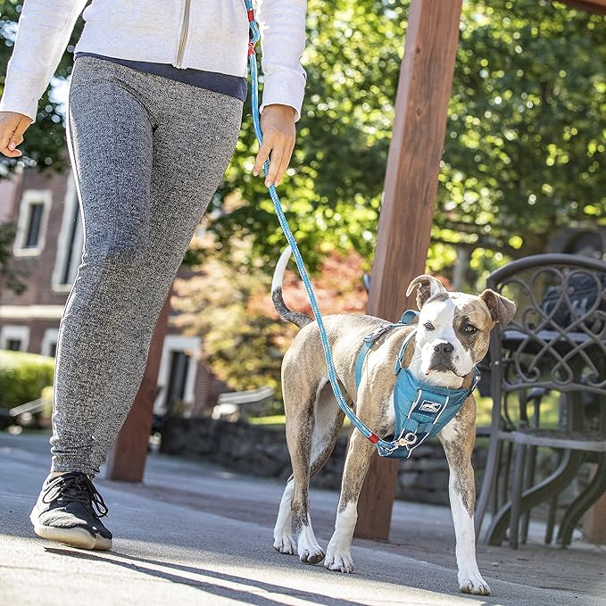 Kurgo Tru-Fit Smart Harness, Dog Harness, Pet Walking Harness, Quick Release Buckles, Front D-Ring for No Pull Training, Includes Dog Seat Belt Tether (Grey, Medium)