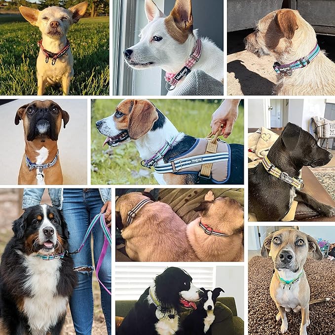 Blueberry Pet 3M Reflective Dog Collars | Adjustable Dog Collar w/Multi-Colored Stripe - Mint Blue and Green | Nylon Pet Collars for Dogs & Refflective Dog Collar for Small Dogs