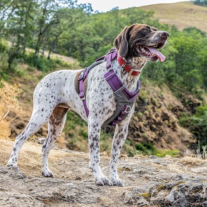 Kurgo Journey Air Dog Harness, Vest Harnesses for Dogs, Pet Hiking Harness for Running & Walking, Reflective, Padded, Includes Control Handle, No Pull Front Clip (Purple, Medium)