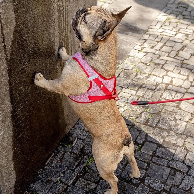 Vest Harness Merino curli Clasp Black XL