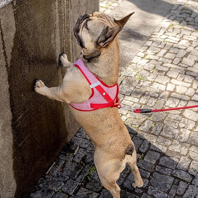 Vest Harness Merino curli Clasp Red L