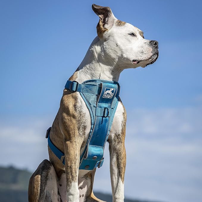 Kurgo Tru-Fit Smart Harness, Dog Harness, Pet Walking Harness, Quick Release Buckles, Front D-Ring for No Pull Training, Includes Dog Seat Belt Tether (Blue, Large)