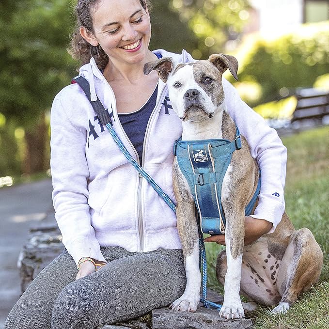 Kurgo Tru-Fit Smart Harness, Dog Harness, Pet Walking Harness, Quick Release Buckles, Front D-Ring for No Pull Training, Includes Dog Seat Belt Tether (Blue, Medium)